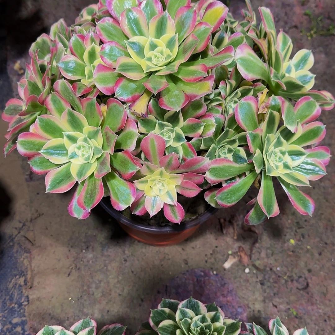 老庄白凤法师30.8