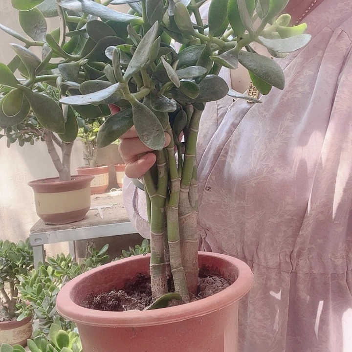 无花朵玉树玉树开花玉树玉树