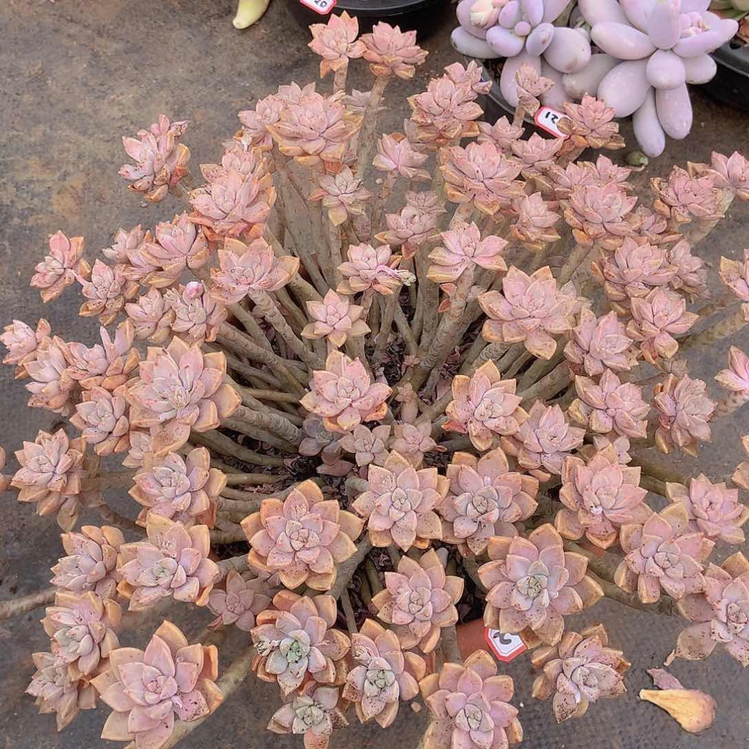 九号一物一拍多肉522阿伦配