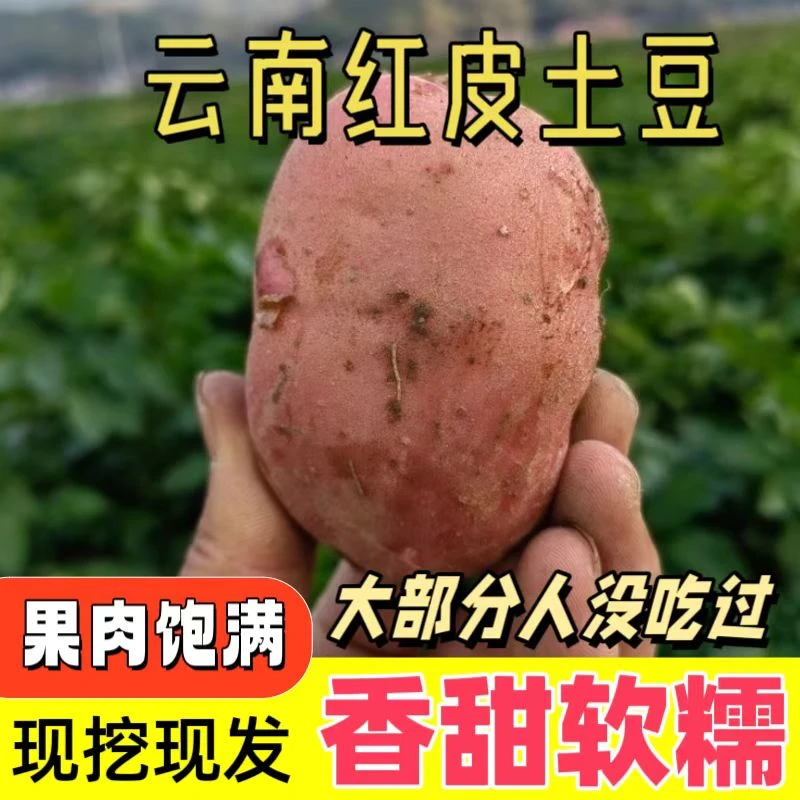 [现挖]9斤云南红皮小土豆 沙面细腻 香甜软糯
