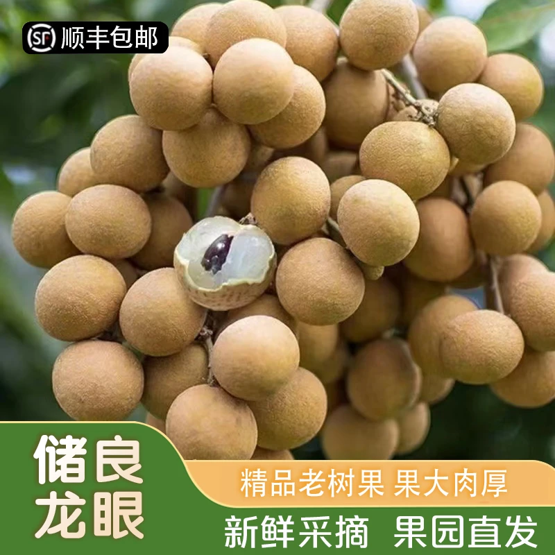 全爸农产品广东高州储良龙眼清甜可口新鲜现摘现发 顺丰包邮