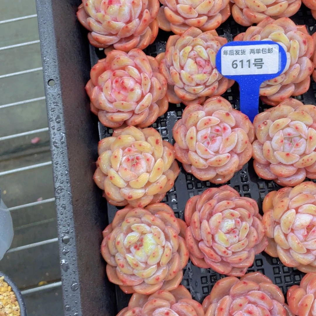 611号冰透仙女橙单头两个