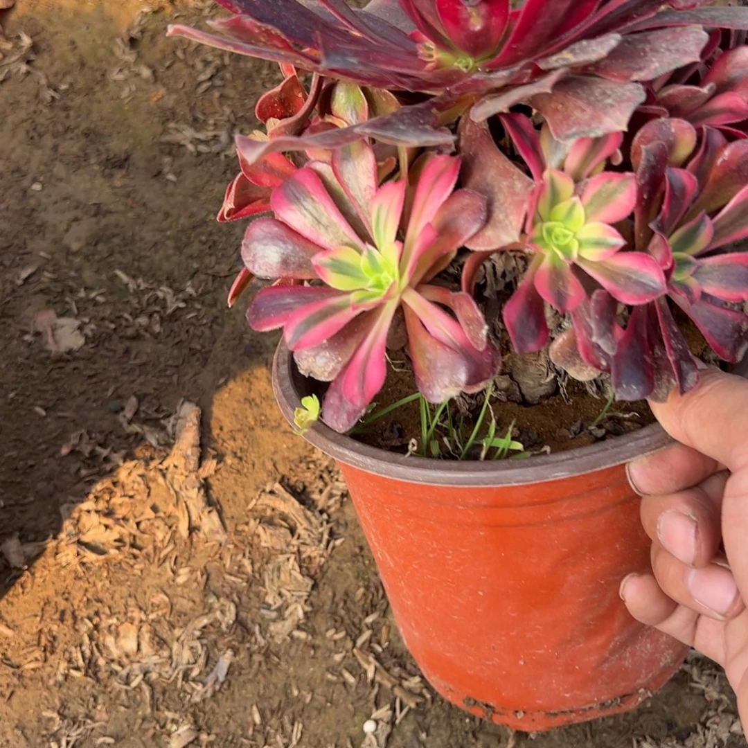 349美杜莎多肉植物法师多肉