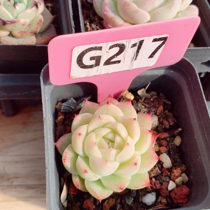 麦秆4.5cm多肉植物