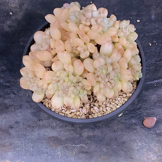 樱*?首富多肉植物群
