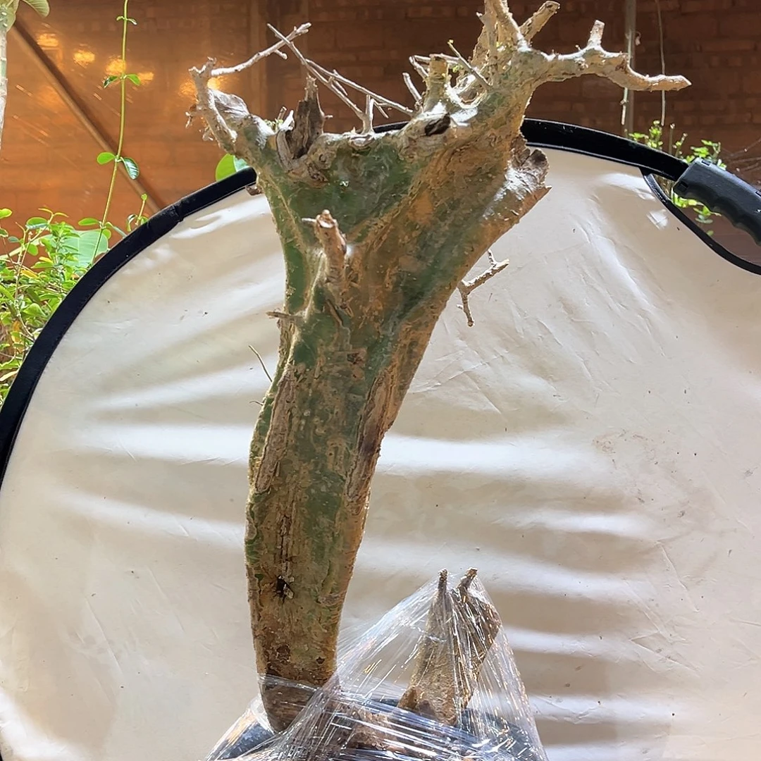 潮流植物 卡派翠斯