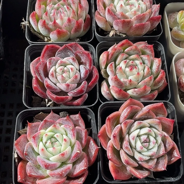 西施2.8带盆土发货