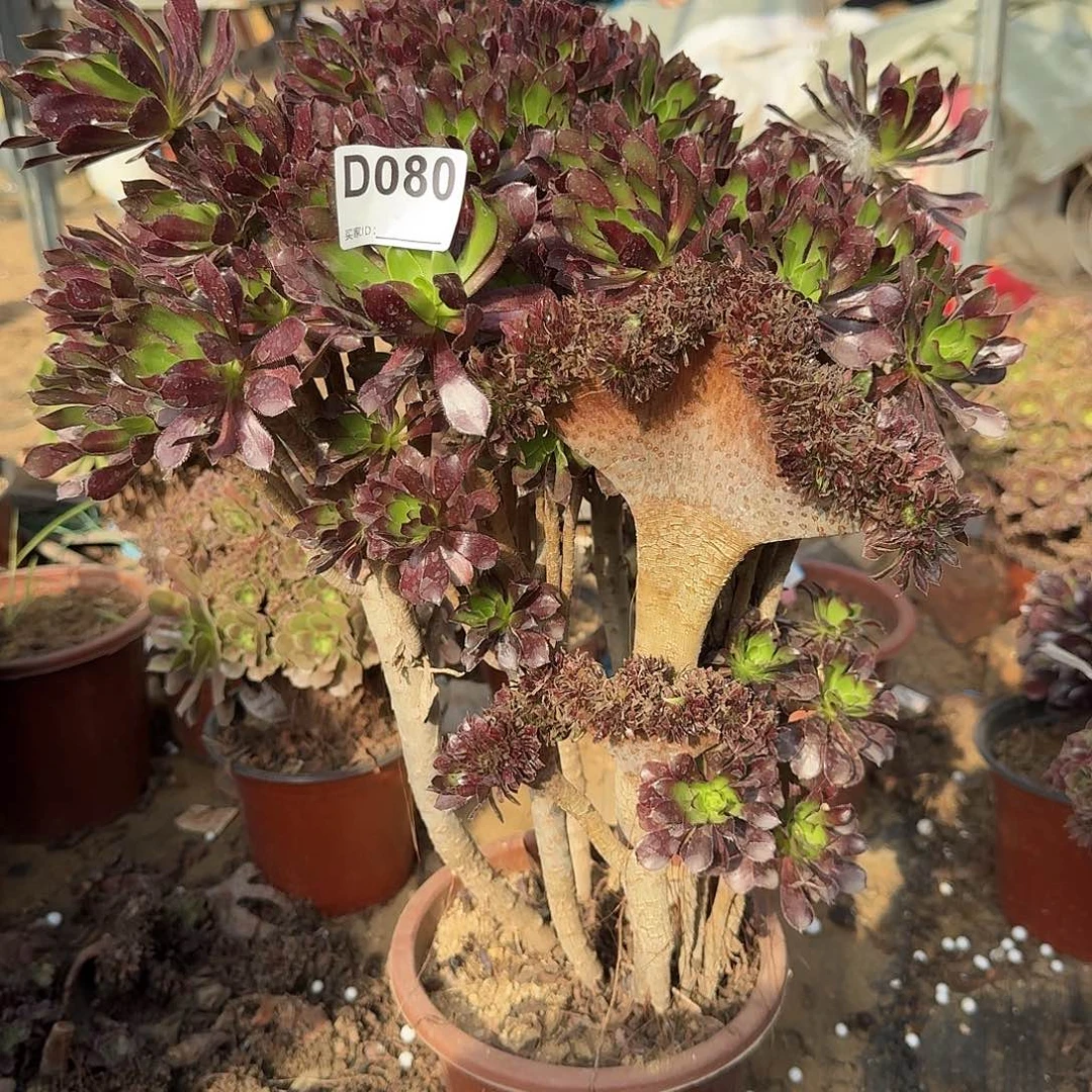 080黑法师有伤一颗呀呀