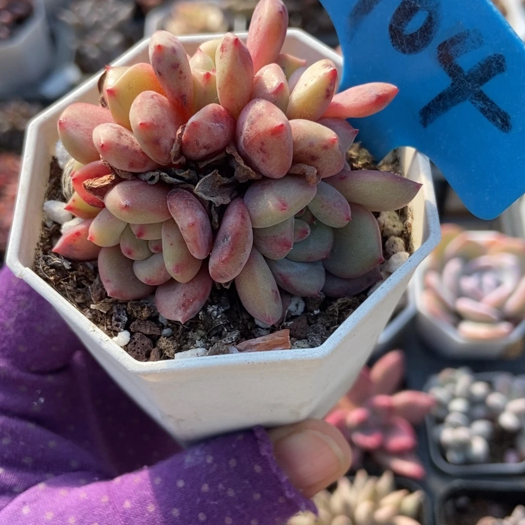 904爱丽儿多肉植物