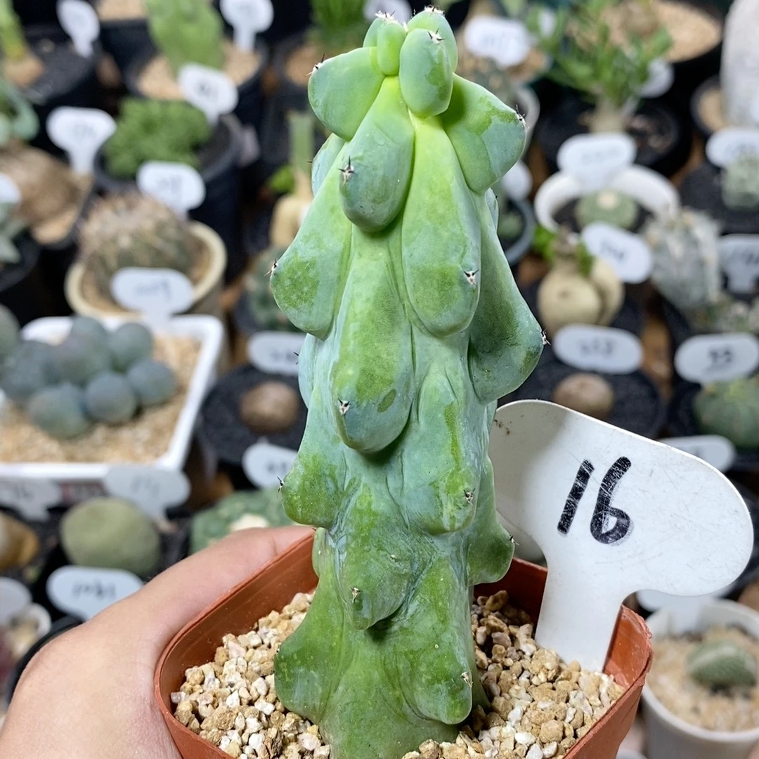 16号福禄寿 高度11cm