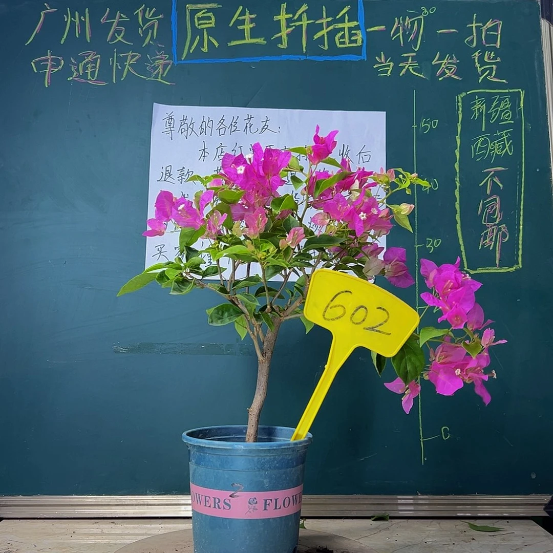 当前无花栽培后可以开花   漳红樱  602