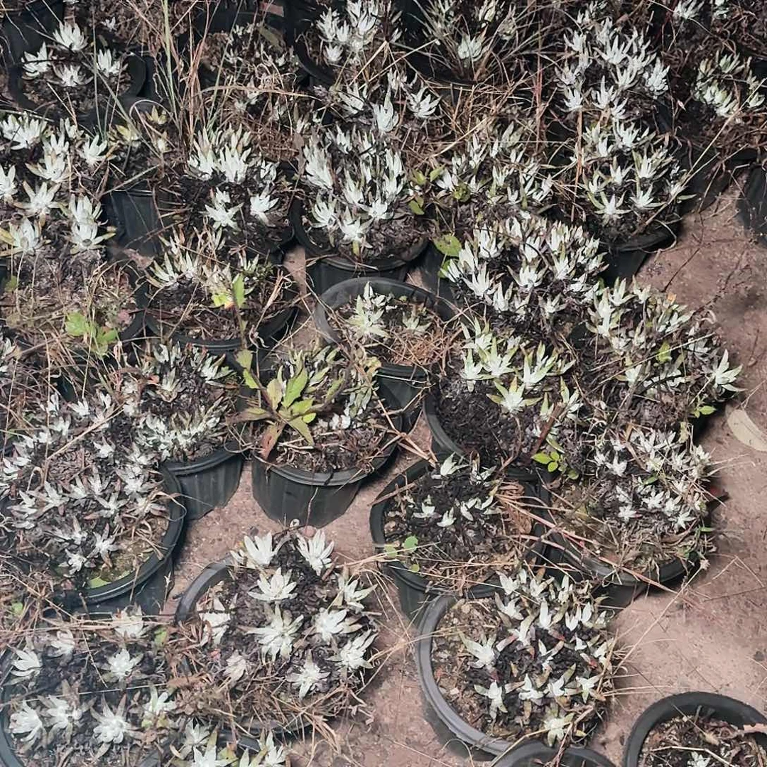 瑕疵四颗多肉随机发