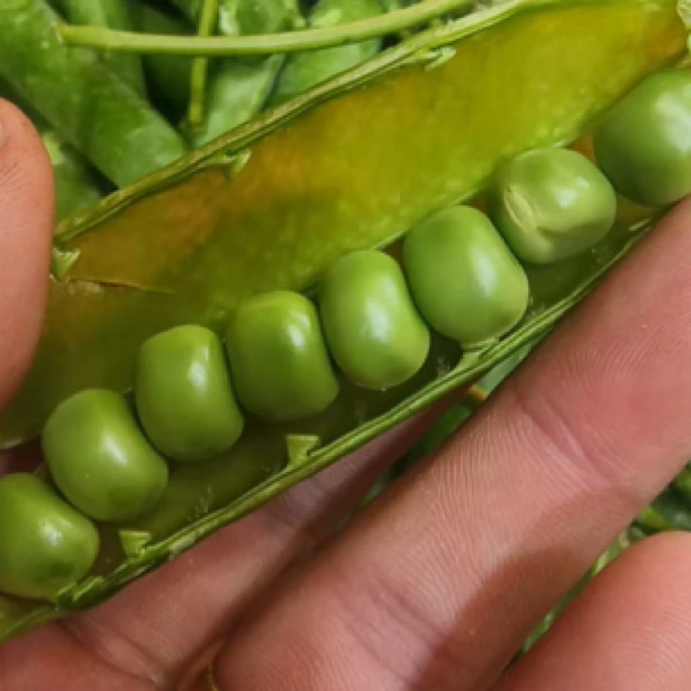 高山露天种植水果甜豌豆炒菜生吃新鲜现摘现发4斤