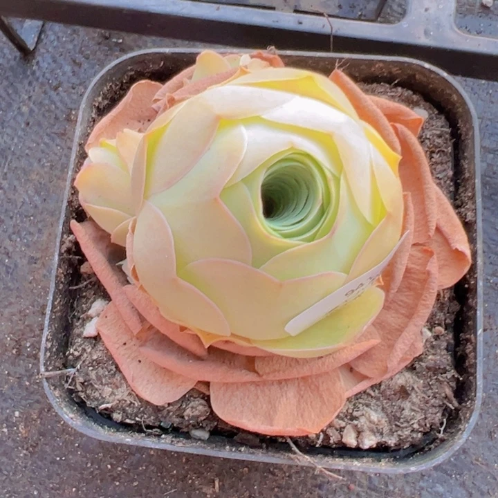 941 裸根不带土发货不包损