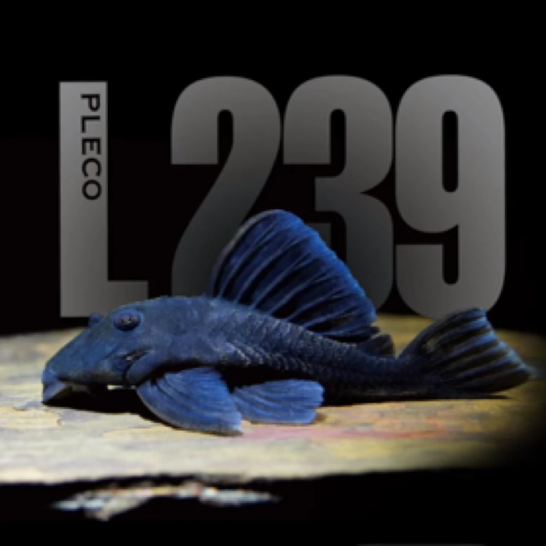 南美异形鱼L239蓝丝绒