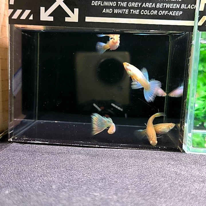 孔雀鱼精品孔雀与极光幻彩 两公四母