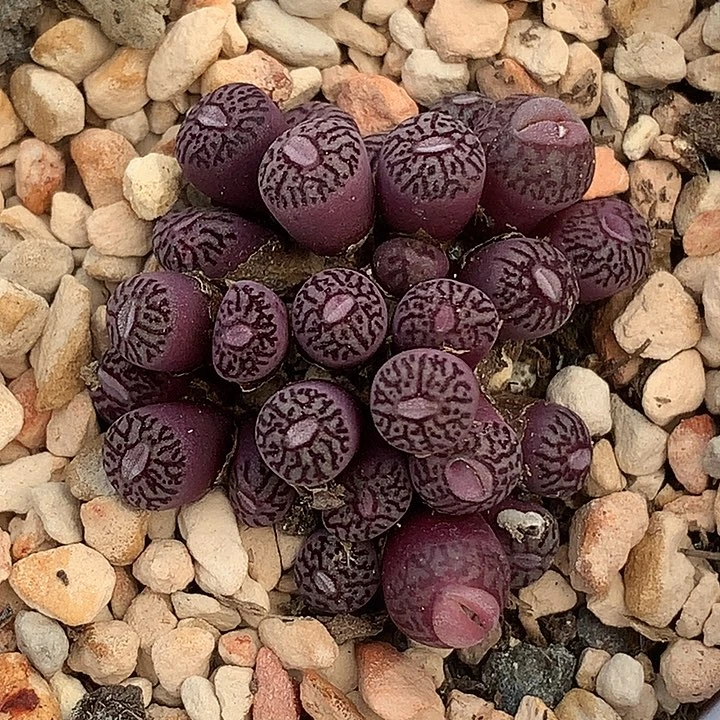 精品多肉植物精品多肉植物