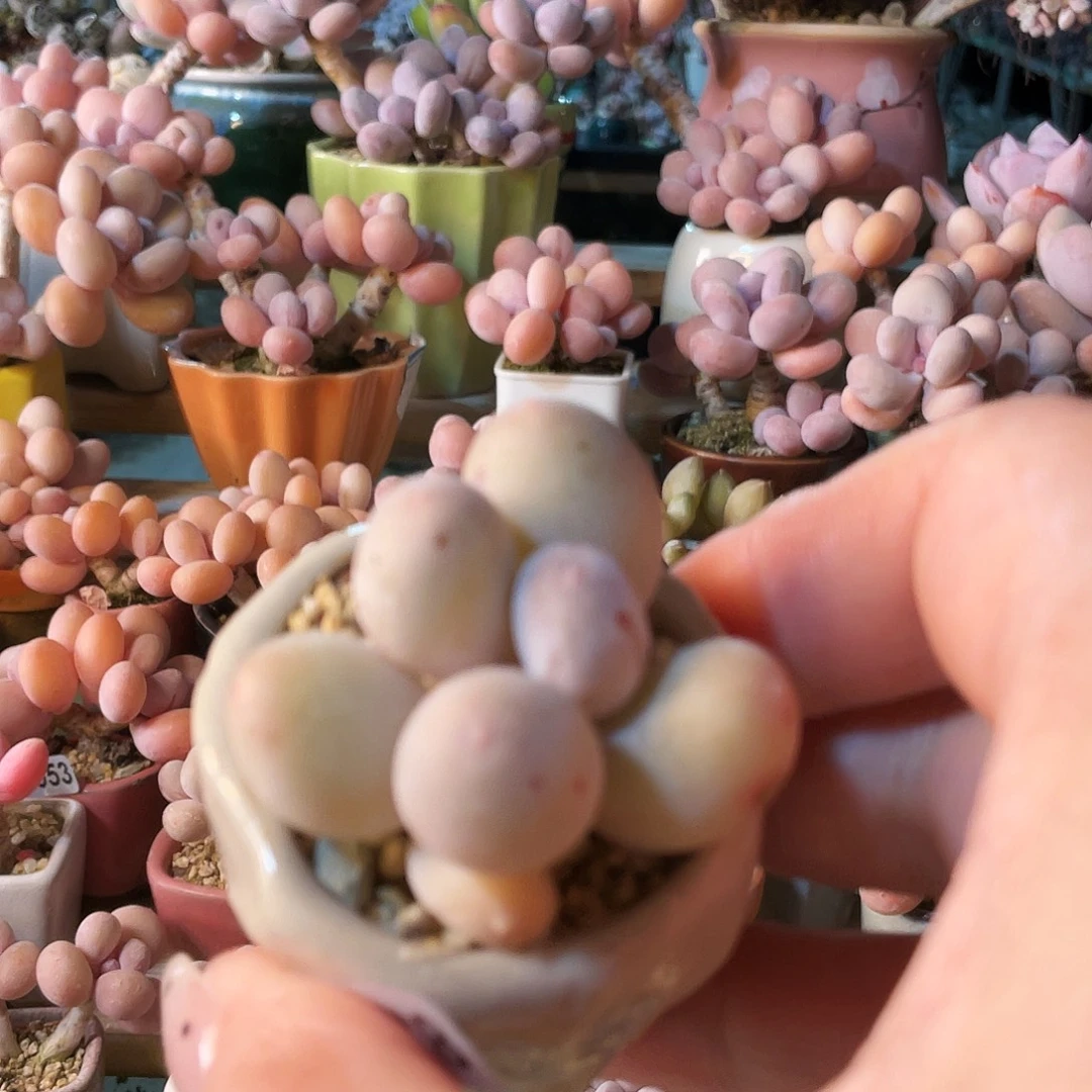 ****萌多肉植物的生长发育和生长发育