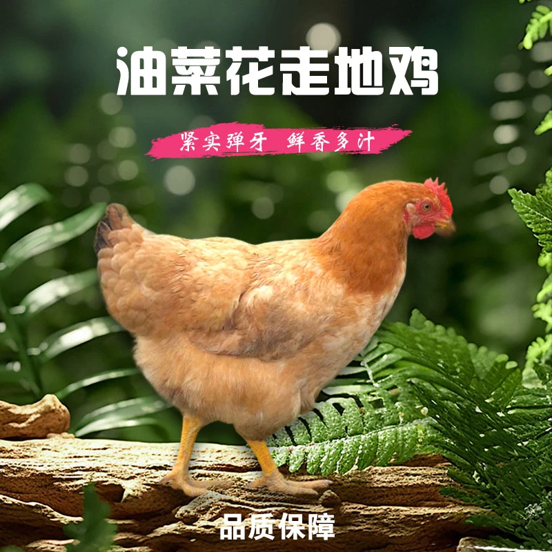 深山散养油菜走地鸡五谷杂粮油菜花喂适合孕妇月子滋补顺丰冷链发