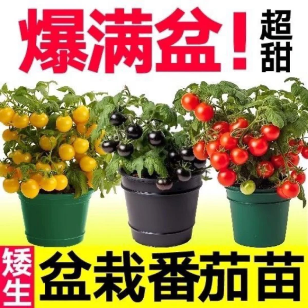 【爆甜】新品网红矮生黑红黄三色蕃茄秧苗耐热寒阳台四季绿植盆栽