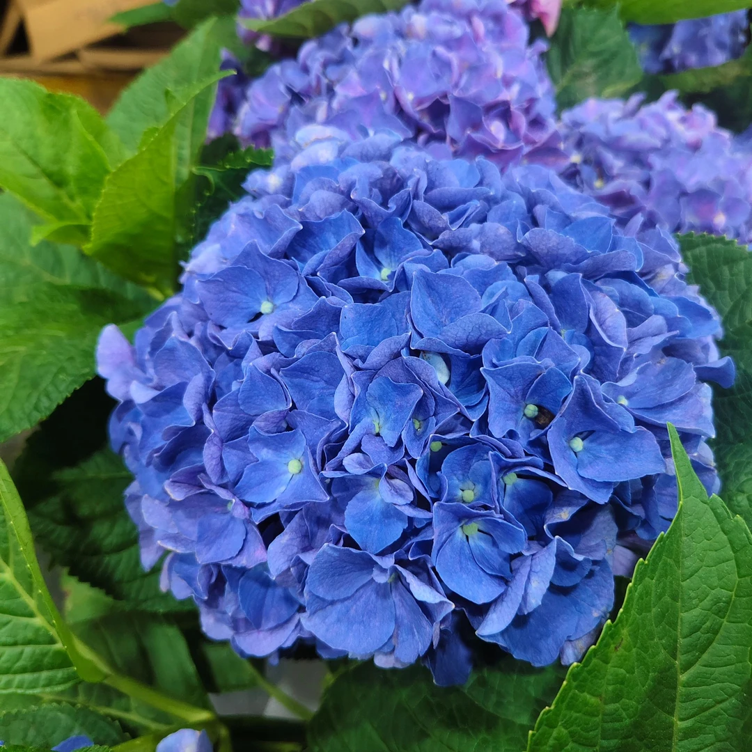 茵梦湖2加仑稀有小众大花绣球阳台庭院盆栽耐阴好养