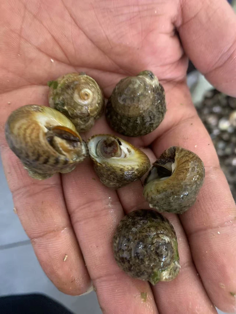 渤海湾偏腚4斤（一斤100粒个左右）