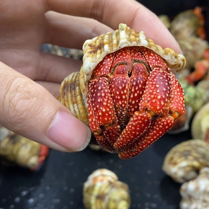 3.7口毛里求斯草莓