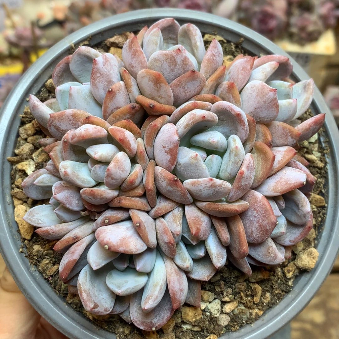 D0547 橙梦露 无砍9头捧花