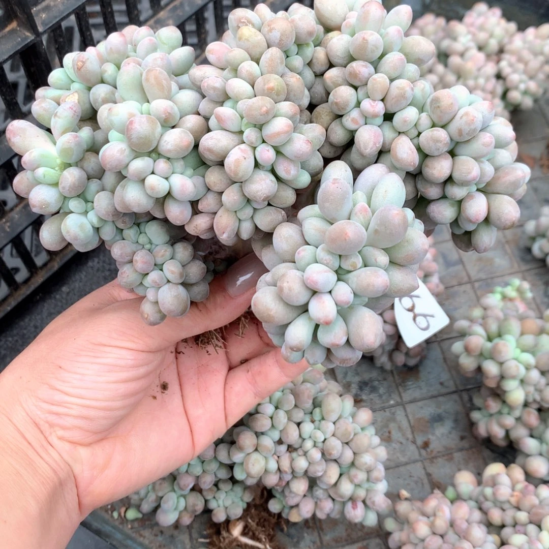 # 368 不拍冷链不售后