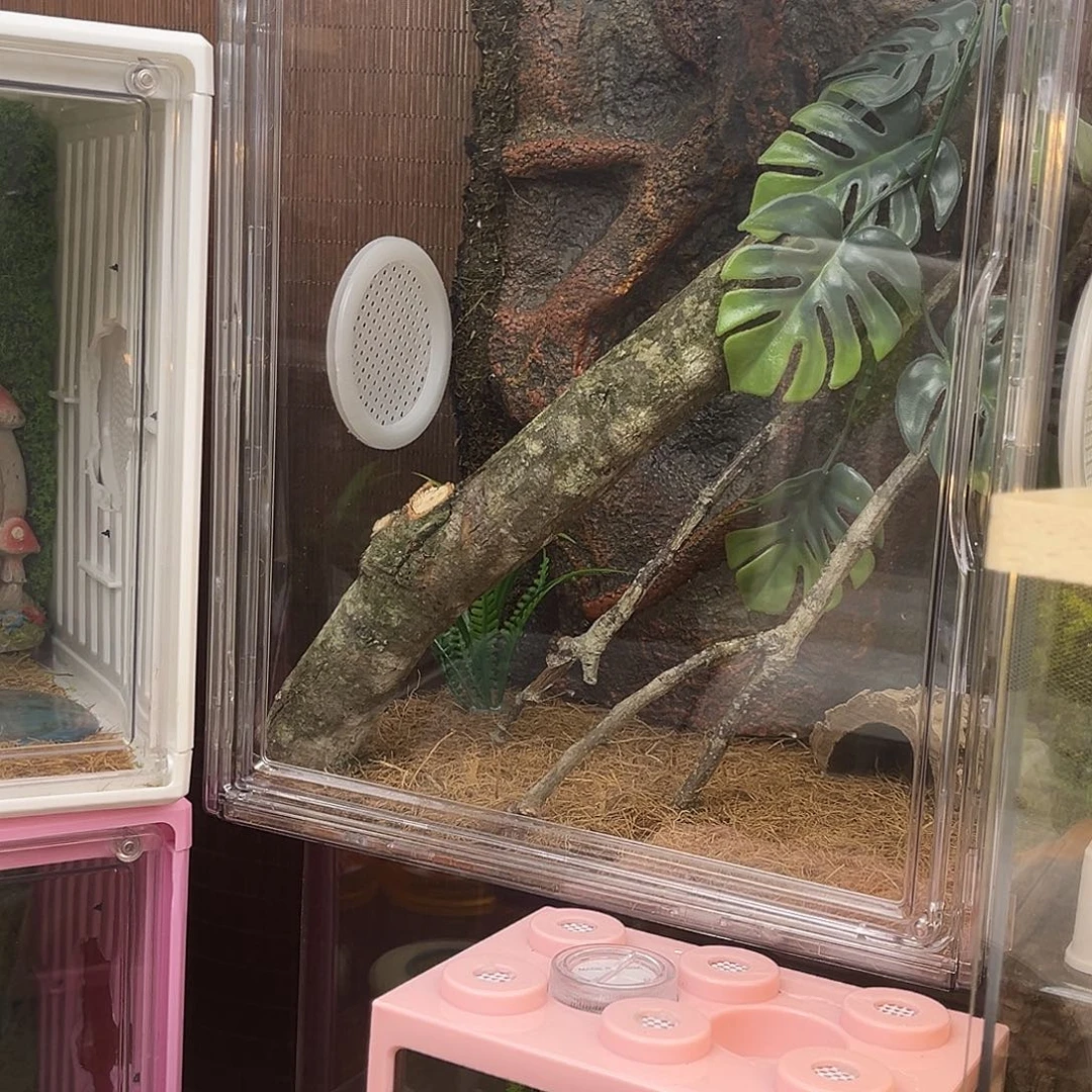 热带雨林哈➕巨拟哦哈哈