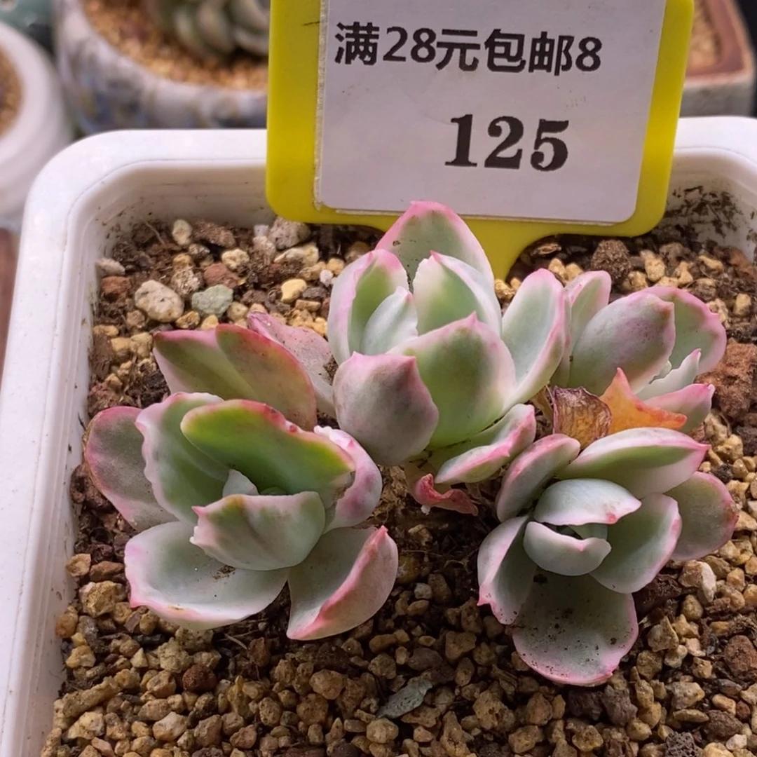 ?**豆8125伯克利锦四头无坎头