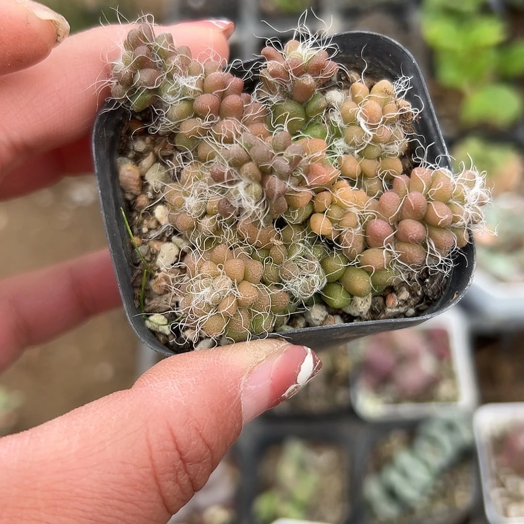 多肉植物多肉植物