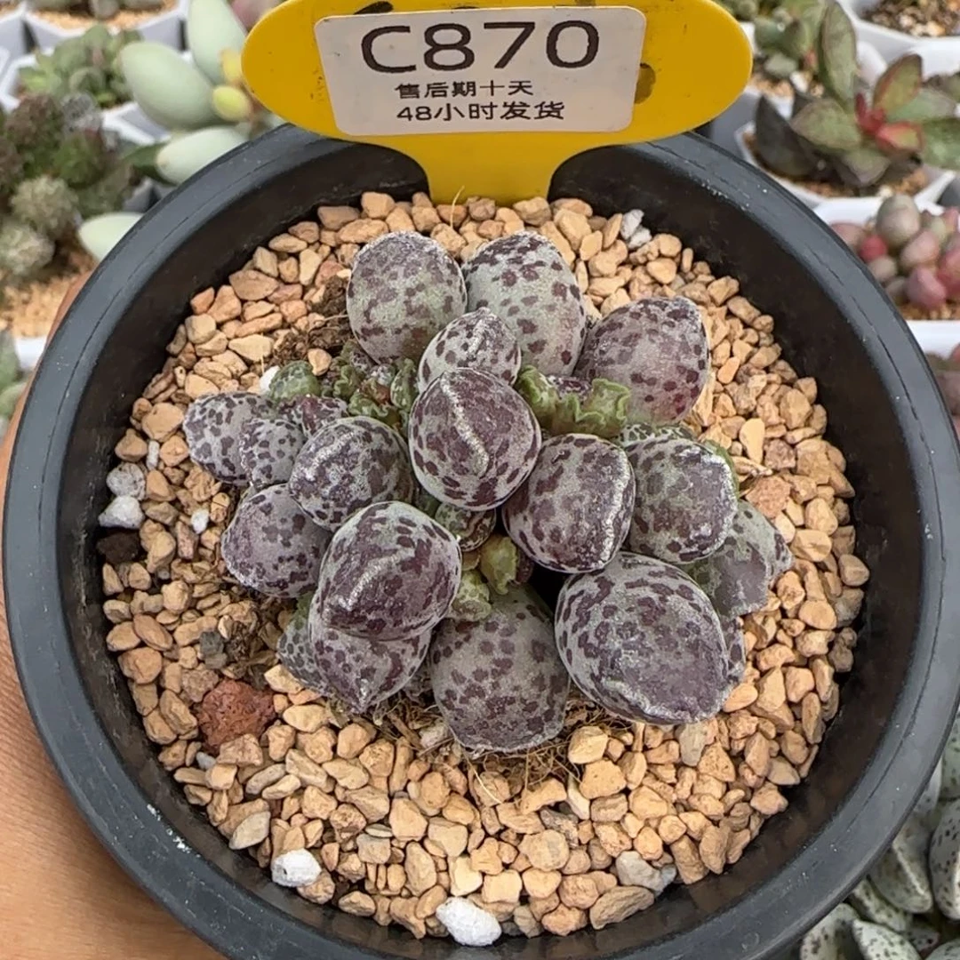 达摩海豹9厘米。   870。