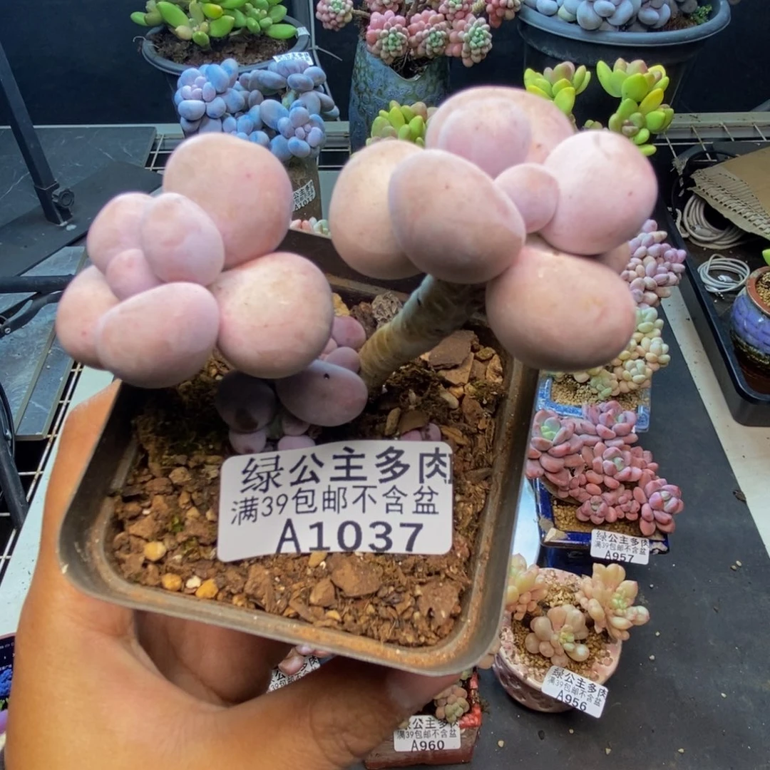 037芭比奶多肉7c m