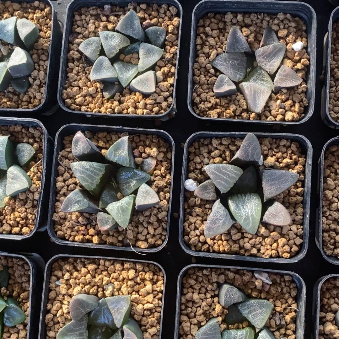 1512 一颗实生克苗 高货