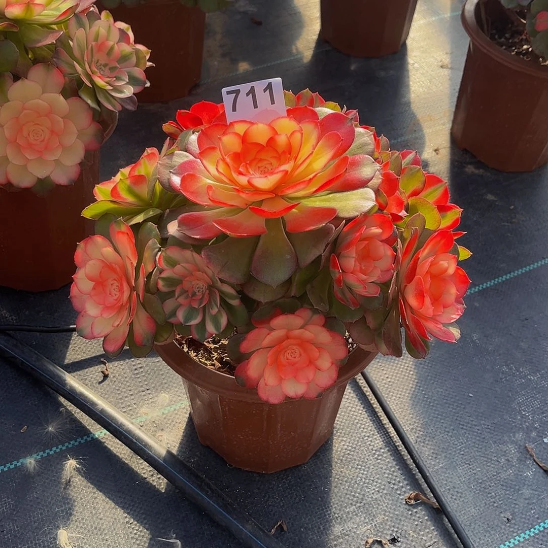 ?**糖多肉植物一物一拍711