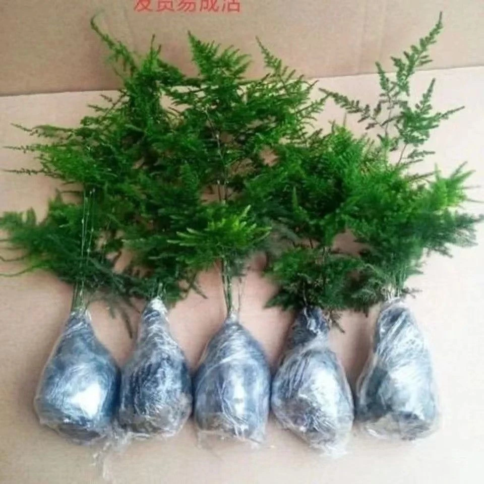 文竹盆栽绿植花卉盆景植物室内客厅水培文松云竹带盆大苗四季常青