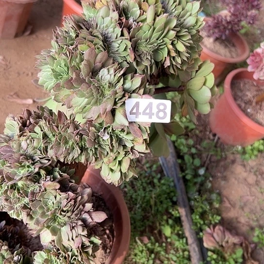 明***好多肉植物一个万追有伤