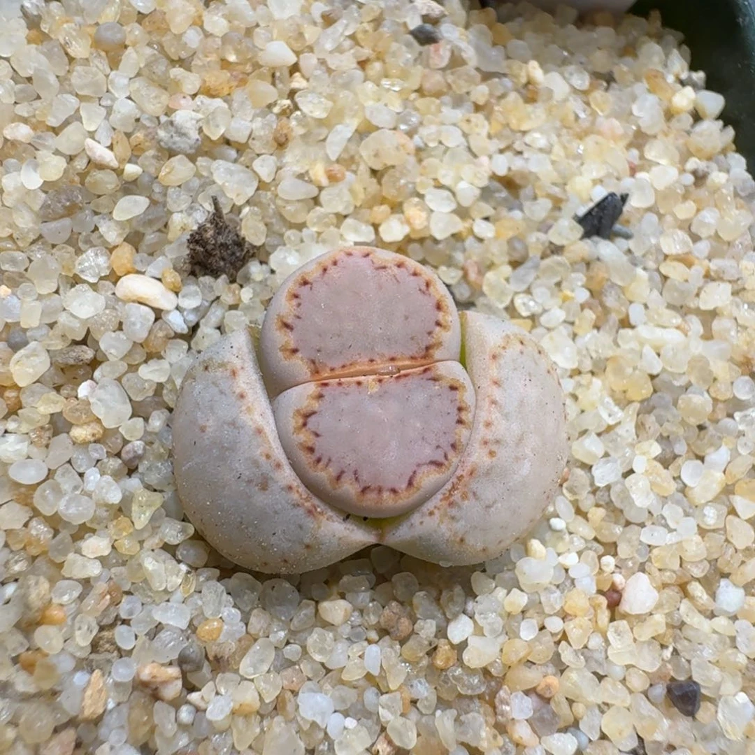 布****40214-17饼干编号k