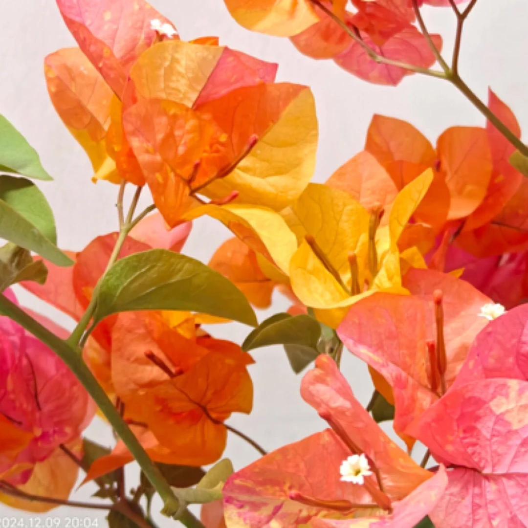 梅影《阿达娜三角梅 》 原生袋苗包对版不包huo