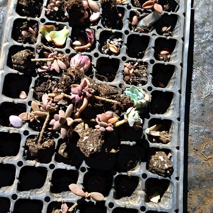 亚*西满6元包邮，54号垃圾货无售后