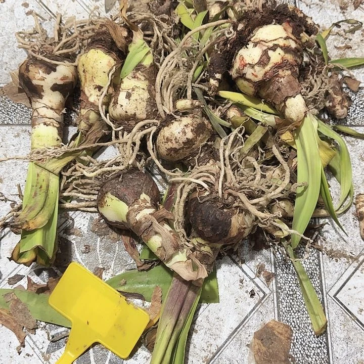 无花朵一箱双龙 天天朱顶红宠粉
