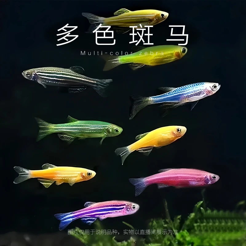 好养耐活斑马鱼淡水小型热带观赏鱼灯科鱼