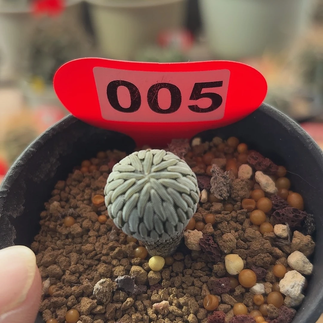 仙人球实生精巧丸