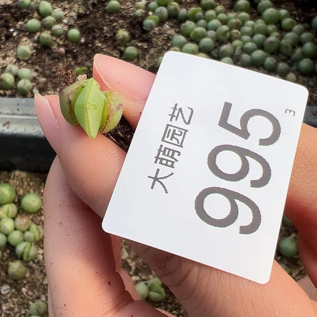 0000995量拍园艺托马斯手工水饺1颗尺寸不大