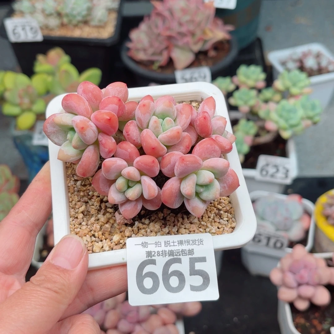 红洛神无盆土发货