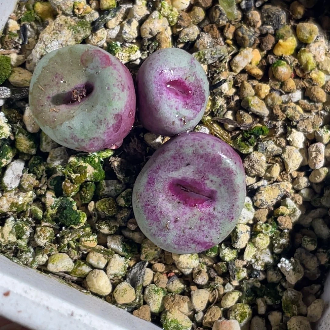 香肠嘴427红嘴植物一物一拍