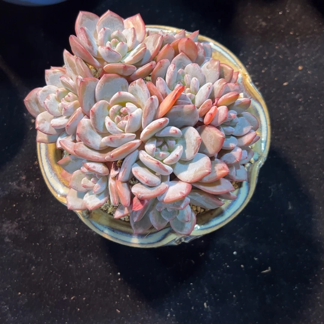 新年快乐 新年快乐