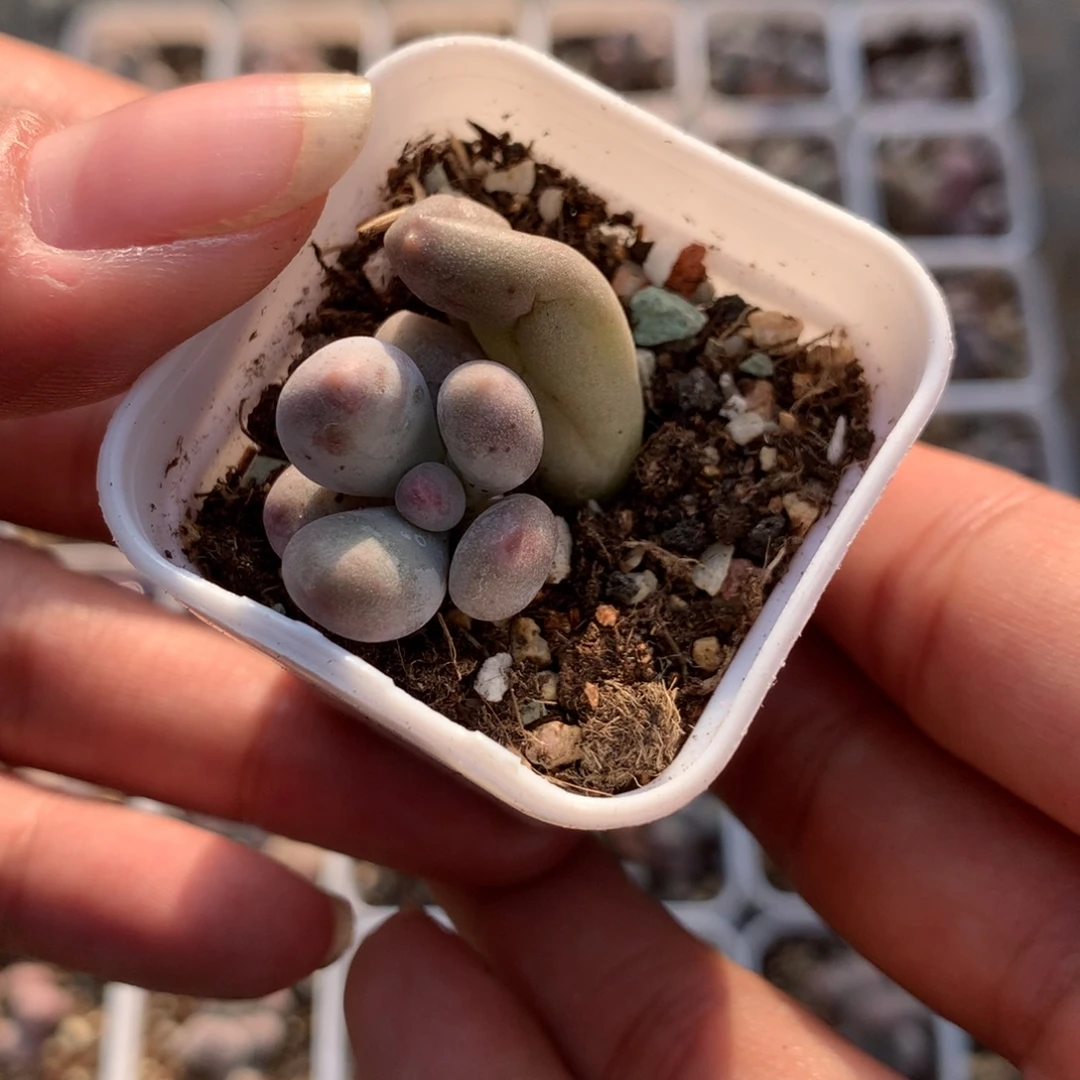 精品米可叶插苗多肉植物