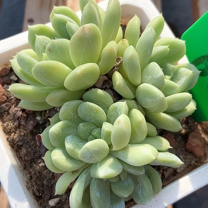 多肉植物百搭翡翠609